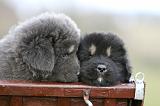 DOGUE DU TIBET 702